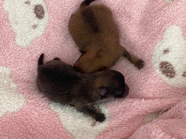 Naissance des bébés