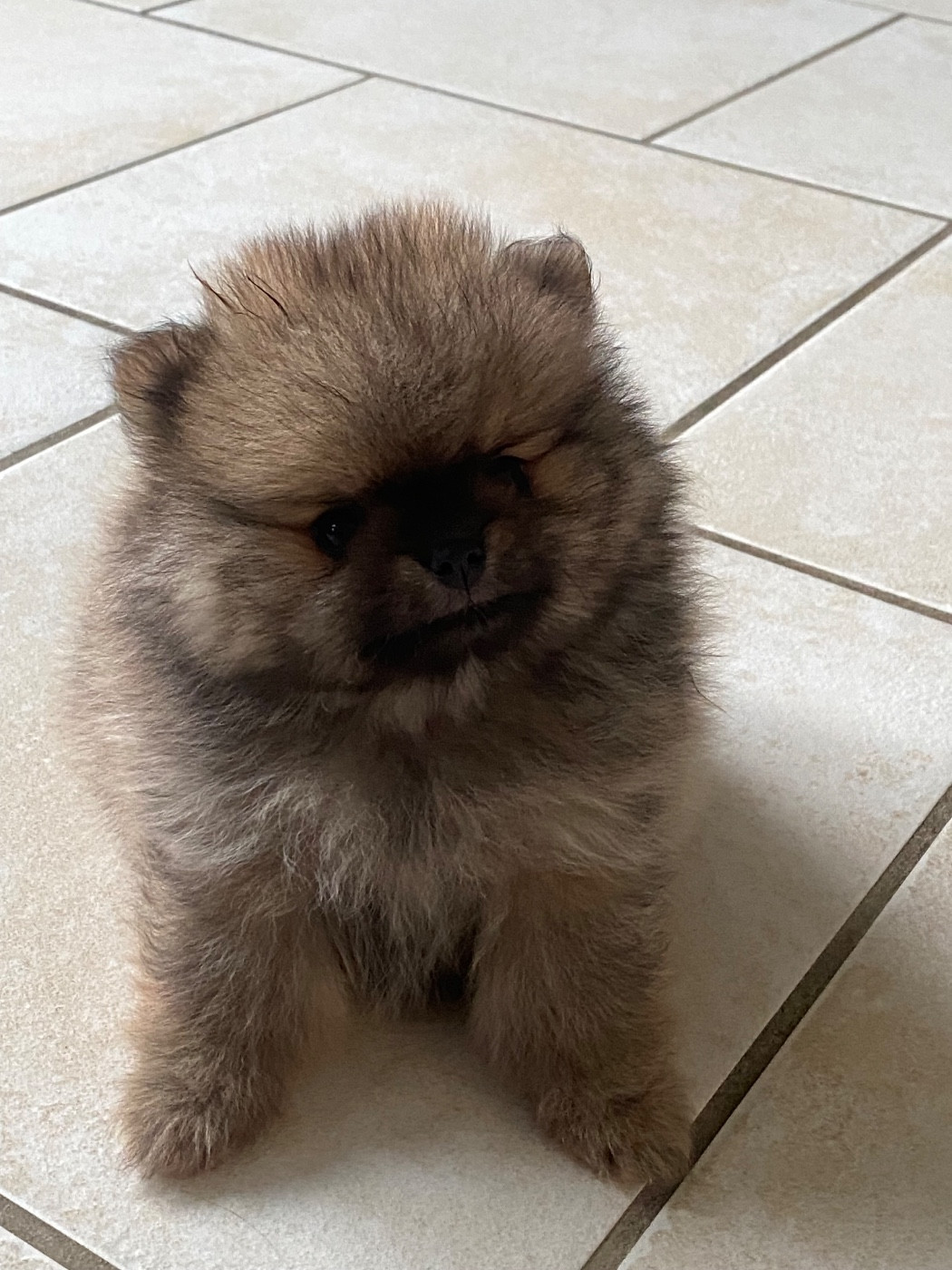 Du Royaume Des Poilus - Chiots disponibles - Spitz allemand
