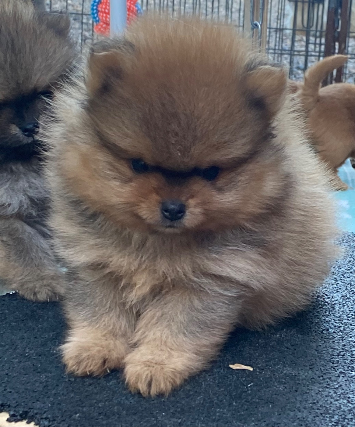 Du Royaume Des Poilus - Chiots disponibles - Spitz allemand