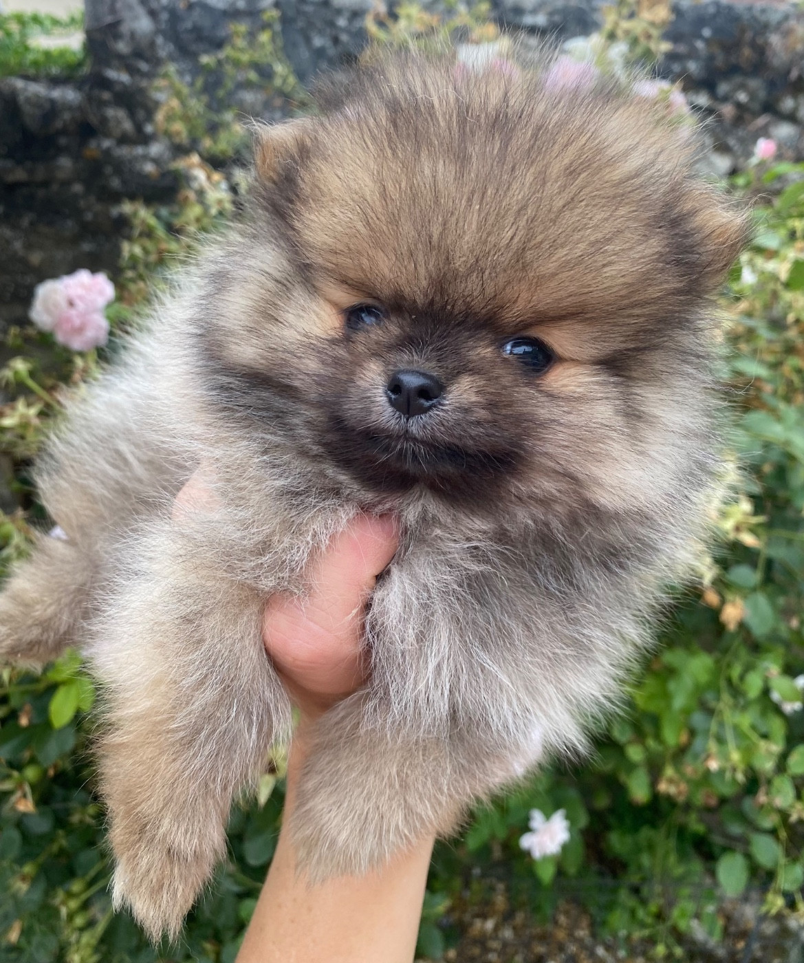 Du Royaume Des Poilus - Chiots disponibles - Spitz allemand