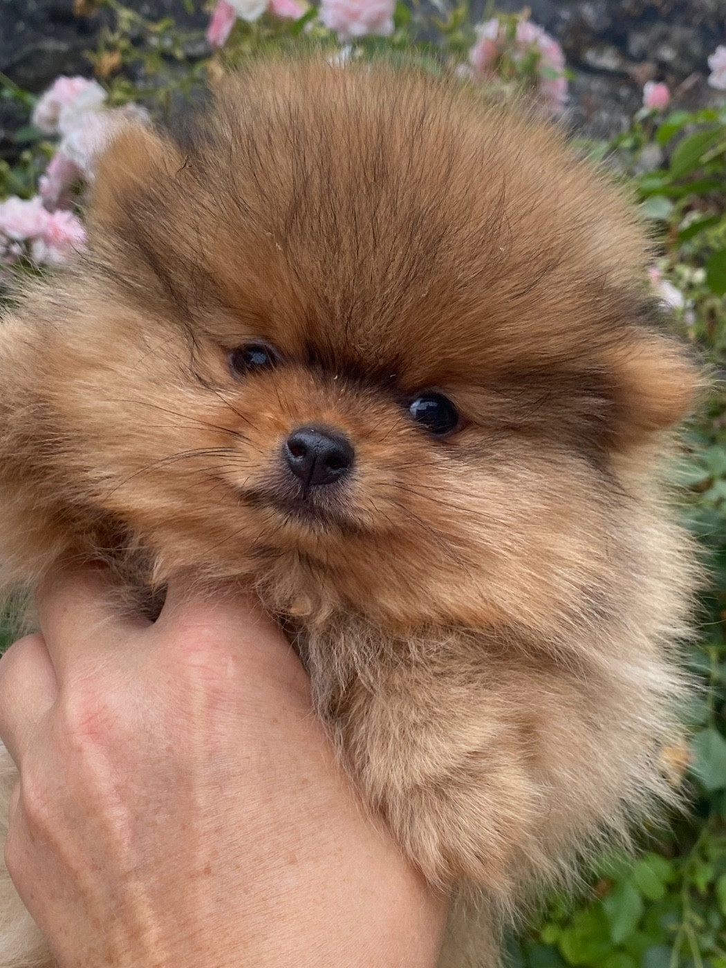 Du Royaume Des Poilus - Chiots disponibles - Spitz allemand